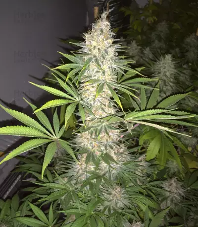 Graines de cannabis LA Confidential (DNA Genetics)