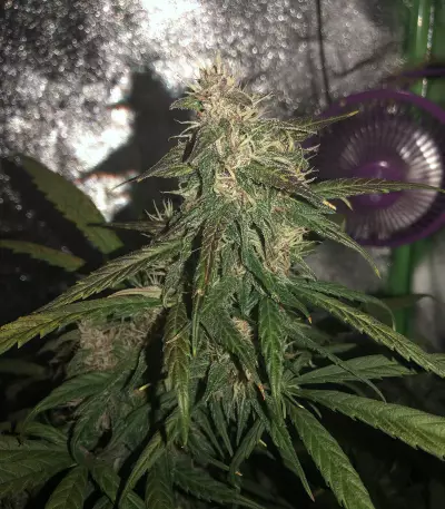 Lemonberry Haze Auto (Original Sensible Seeds)