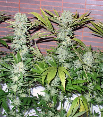 Semi femminizzati Northern Lights (White Label Seed Company)