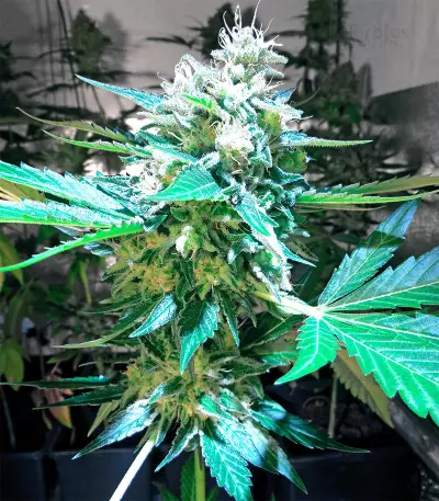 OG Kush Express Seeds
