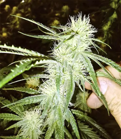 Original Bruce Banner Seeds