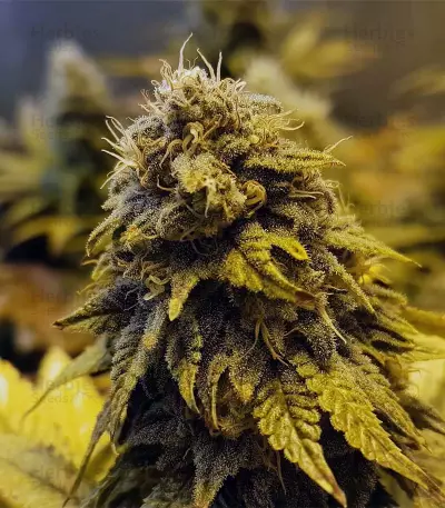 Original Glue Seeds