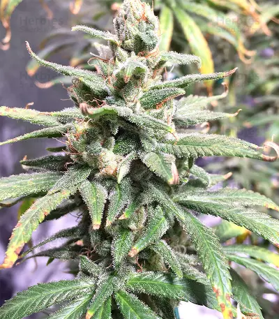 Pakistan Chitral Kush Seeds