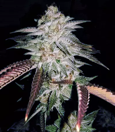 Purple OG # 18 semi femminizzati