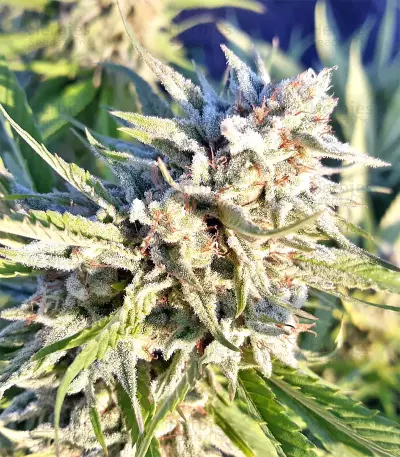 Strawberry Banana feminized seeds