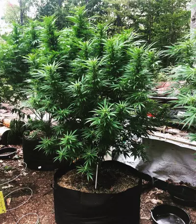 JillyBean Seeds