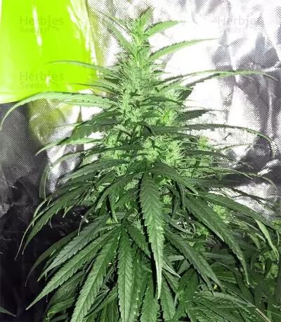 Graines de cannabis Sweet Pure Auto CBD (Sweet Seeds)