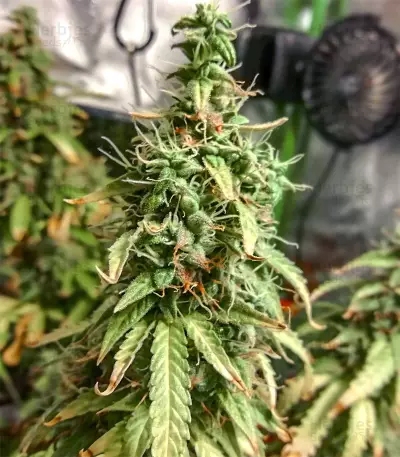 Sweet Tooth Auto fem Seeds