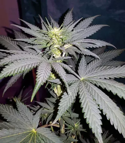 Sweet ZZ (Sweet Z) (RQS)