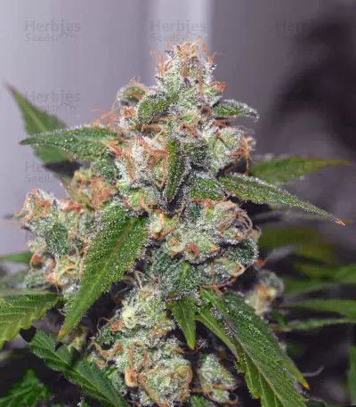 Graines de cannabis Toof Decay Auto (Mephisto Genetics)