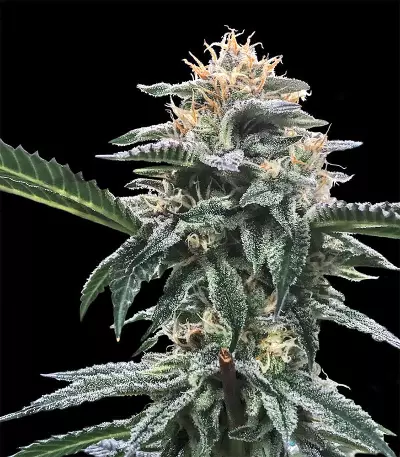 Triple Scoop feminized seeds