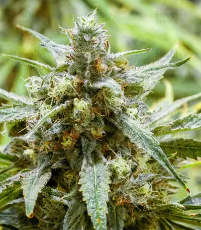 Graines de cannabis White Lavender (G13 Labs)