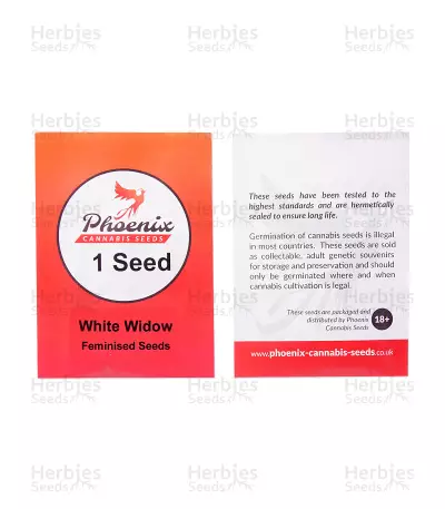 White Widow feminized seeds (Phoenix Seeds)