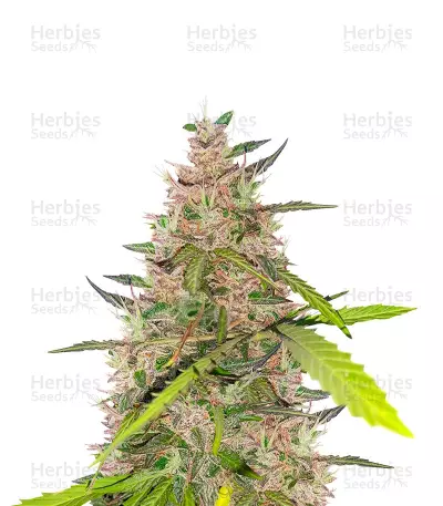 Auto Euforia feminized seeds