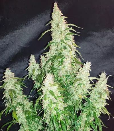 Big Bang Auto Seeds