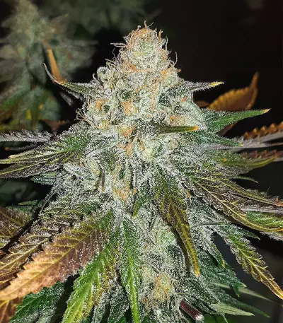 Bruce Banner Seeds (Seedstockers)