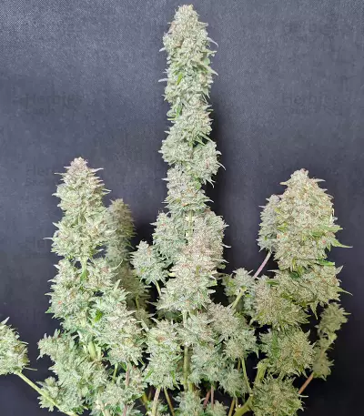 Bubba Cheese Auto strain