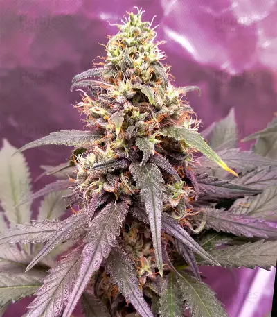 GG#4 Original Glue (Cali Buds Seeds)