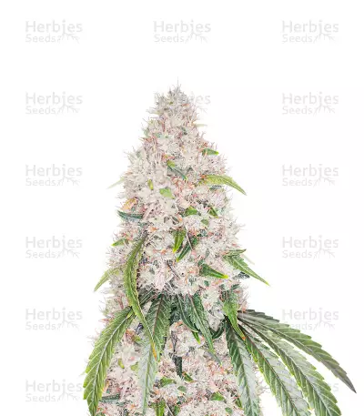 Grape Ape Feminized Seeds (Herbies Seeds USA)