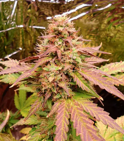 Green Crack Auto Seeds