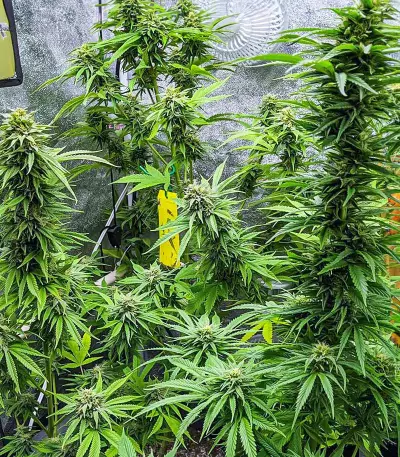 Semi femminizzati Kali Banner (AlphaFem Seeds)