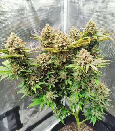 Lemon Haze Fast Version (Herbies Seeds)