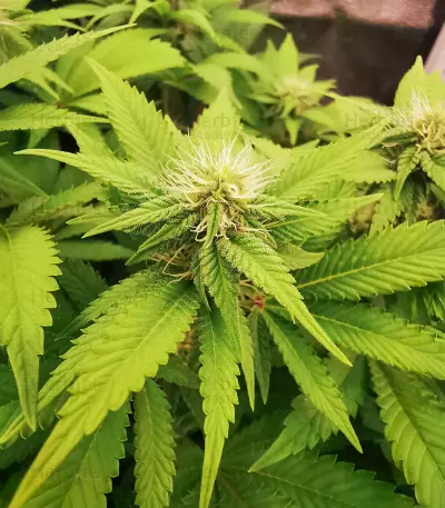Original Glue Seeds