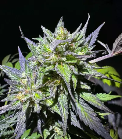 Semi a Fioritura Rapida Purple Lemonade FF (Fast Buds)