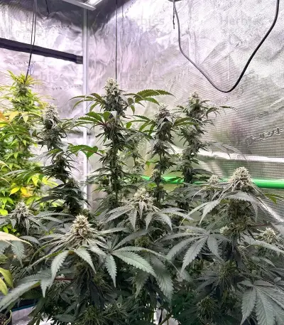 All The Sauces R1 Feminized Seeds (Ethos Genetics)