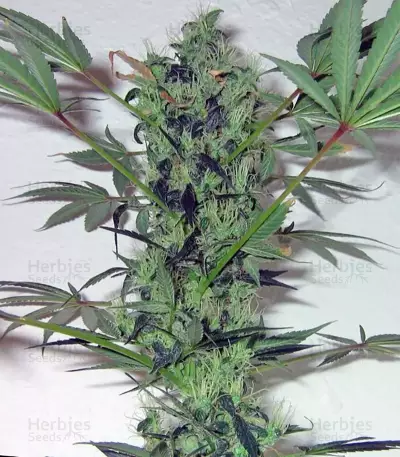 Arjan's Strawberry Haze (GHS)