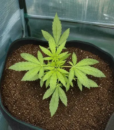 Auto Frozen Biscotti Seeds (Dutch Passion)