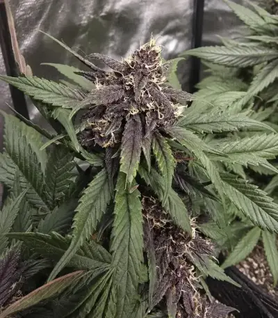 Auto Strawberry Soda Seeds (Dutch Passion)