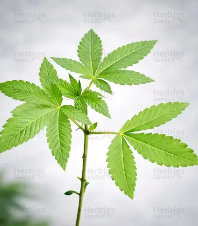 Bay Haze Seeds