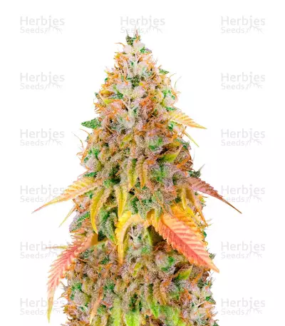 Big Bud