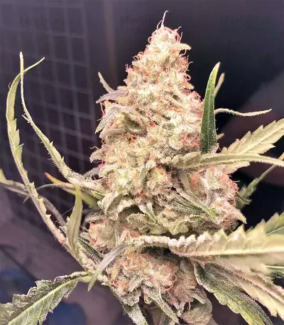 Bubba Delight Regular seeds
