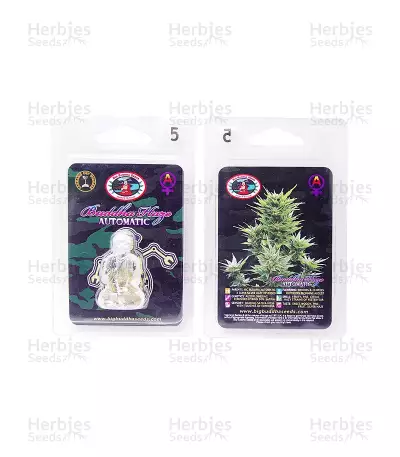 Buddha Haze Automatic Auto Seeds
