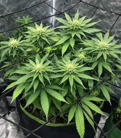 CBD D Diesel Seeds