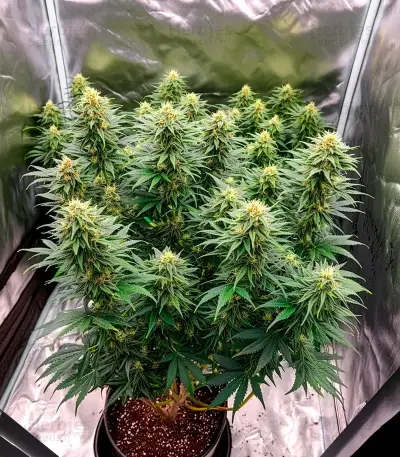 CR + feminized seeds