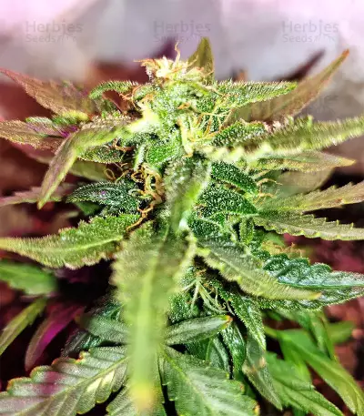 Gorilla Auto (GG#4 Original Glue Auto) (Expert Seeds)