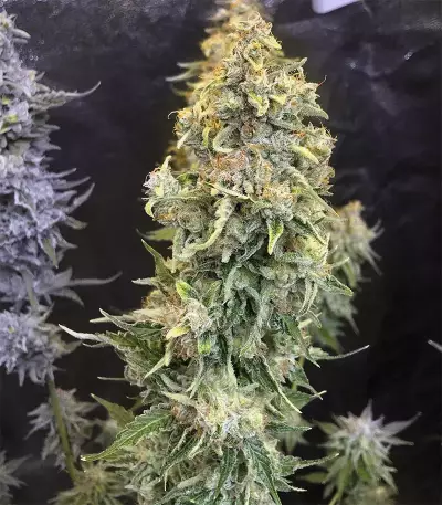 Gorilla Z Seeds