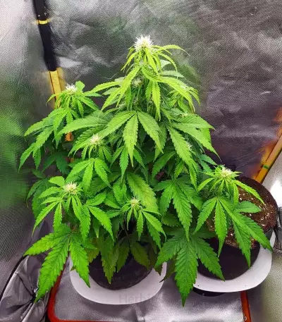 Humboldt Sour Diesel Autoflower Seeds (Humboldt Seed Company)