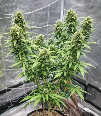 King's Juice Auto Seeds