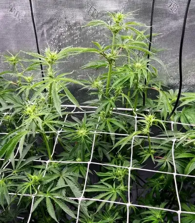 Kyle’s Skywalker OG Seeds