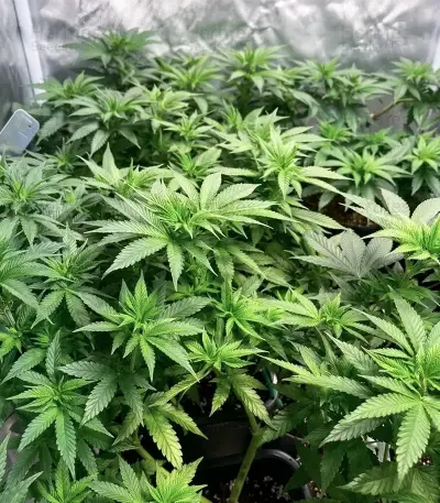Kyle’s Sweet Island Seeds