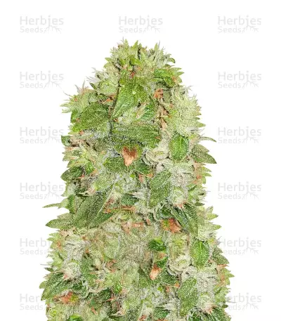 Semi Femminizzati Moby Dick (Barney's Farm)