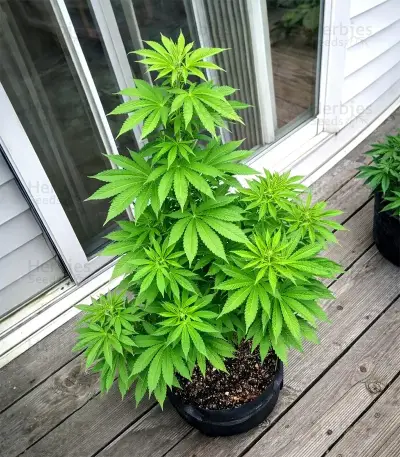 Obama Kush Seeds