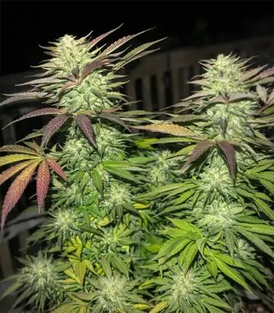 Obama Kush Seeds