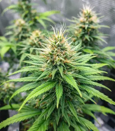 OG Kush Seeds