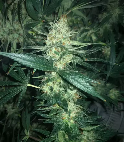 Pineapple Muffin Autoflower (Humboldt Seeds Company)