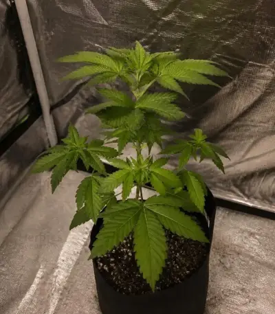 Purple Queen Seeds (Royal Queen Seeds)